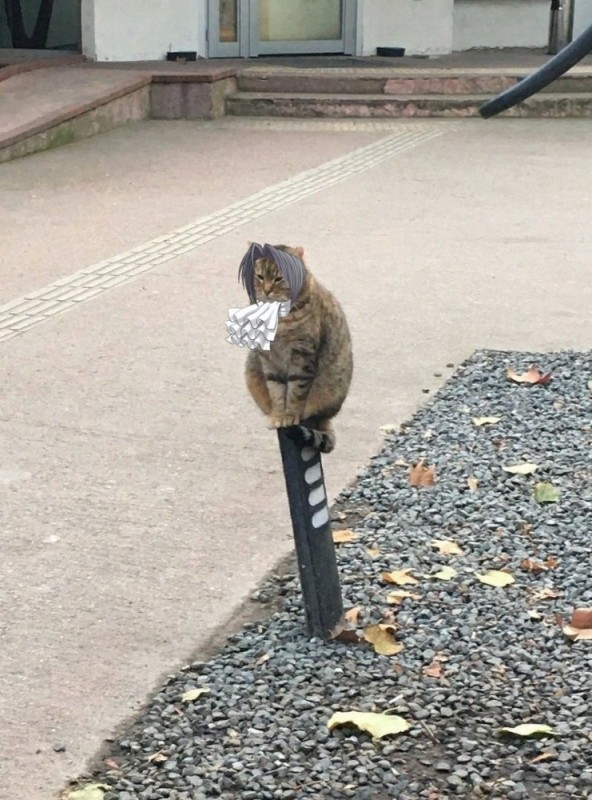 Создать мем: смешные кошки, кот на столбе, кот