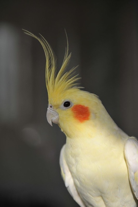 Создать мем: корелла попугай зеленый, говорящий попугай корелла, корелла