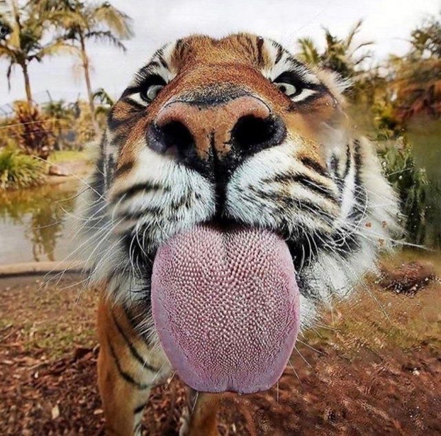 Создать мем: удивленный тигр, язык тигра крупным, тигр пасть