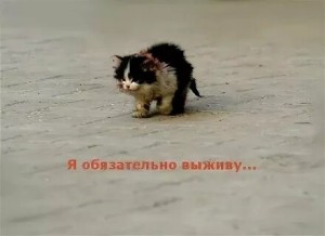 Create meme: cat I will survive, I will survive the kitten, I will survive meme with a cat