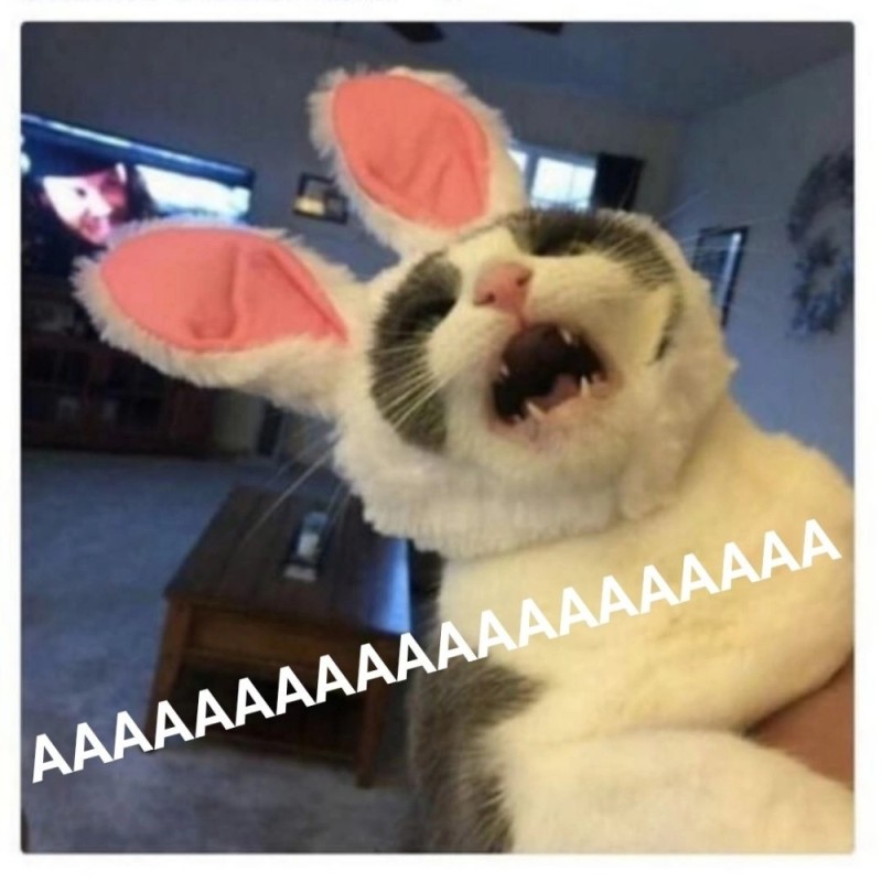 Create meme: cat aaaaaaaaa, The cat is aaaaaaaaa, a cat in a rabbit costume
