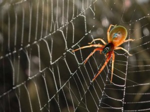 Create meme: spider drag, web, spiders