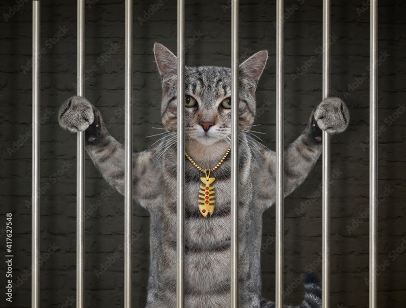Create meme: the cat in the cage, cat in jail, the cat is in prison