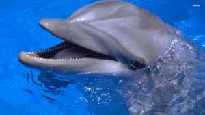 Create meme: dolphins, whales and dolphins, Dolphinarium