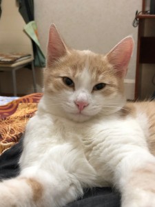 Create meme: ginger white cat, cat, cats