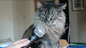 Create meme: cat interview meme, surprised cat with microphone, cat with microphone