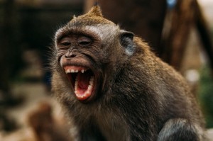 Create meme: grin monkey, monkey, wild monkey