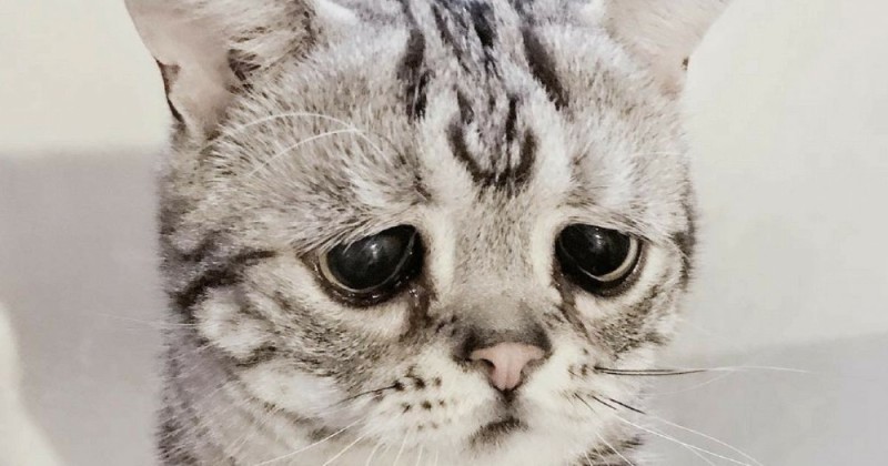 Create meme: a very sad kitty, sad cat , the saddest cat 