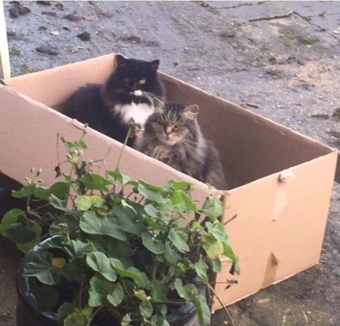 Создать мем: кошки и коробки, кот в коробке на улице, кот