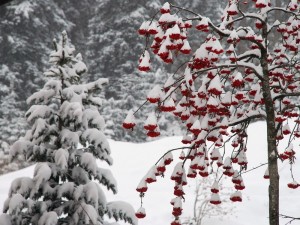 Создать мем: зима рябина, вишня на снегу, обои на рабочий стол рябина под снегом