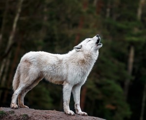 Create meme: wolves white, white polar wolf, Arctic wolf