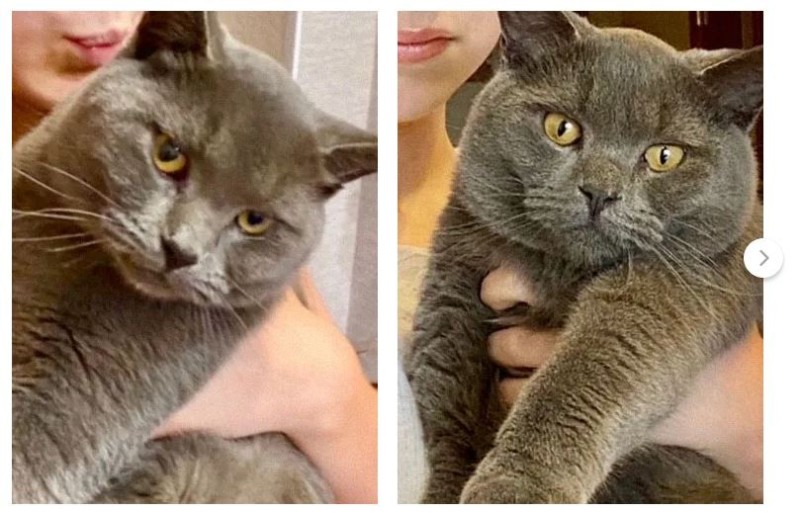 Create meme: cat , Scottish, british shorthair cat