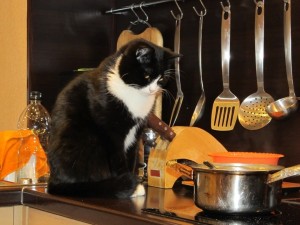 Create meme: cats with captions, cat, a cat in the kitchen