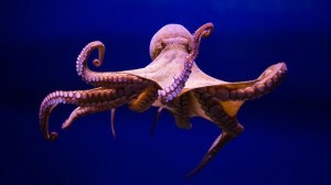 Create meme: octopus with long tentacles, giant octopus, Pacific octopus
