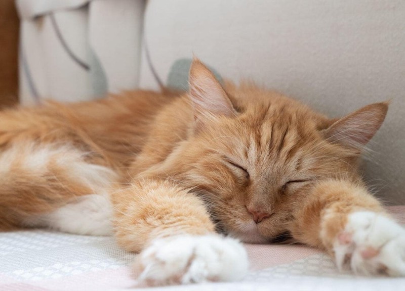 Create meme: The red-haired Maine Coon cat, red cat , The red-haired Maine Coon is sleeping
