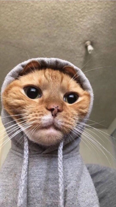 Create meme: cat funny , a cat in a hood, the cat in the hood