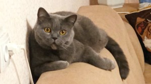 Create meme: breed British, Scottish, British Shorthair