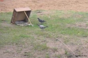 Create meme: dove, trap for pigeons