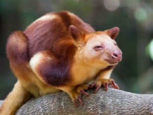 Create meme: tree kangaroo, kangaroo, Wicked kangaroo