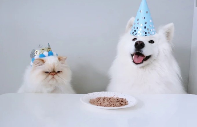 Create meme: samoyed, a disgruntled cat and a happy dog, samoyed husky dog