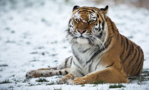 Create meme: Siberian tiger white, the Amur (Ussuri) tiger, Siberian tiger