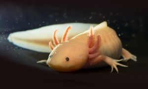 Create meme: the axolotl pictures, the axolotl yellow, Salamander, the axolotl