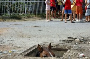 Создать мем: мемы угарные, лошадь из люка, гани муратбаев