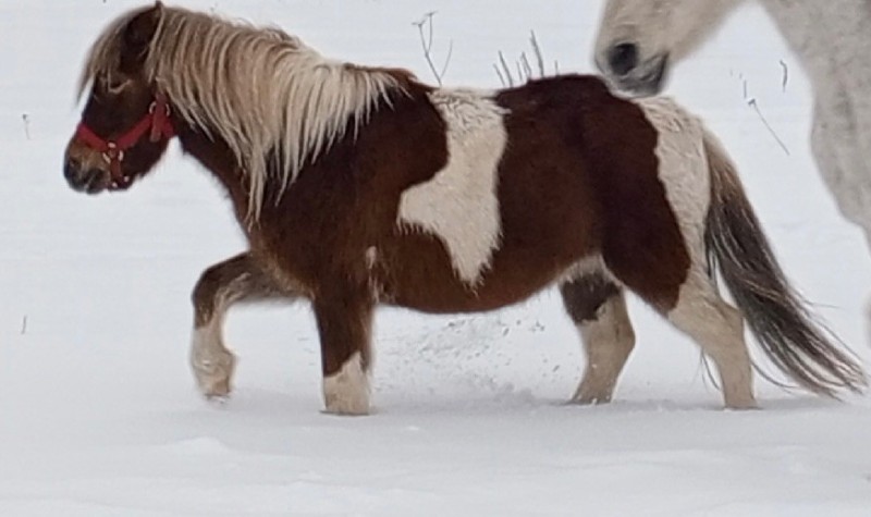 Создать мем: пони настоящая, шетлендский пони салли, шетлендский пони
