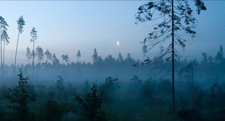 Создать мем: пейзаж тайги, темный туман, туманный лес эстетика