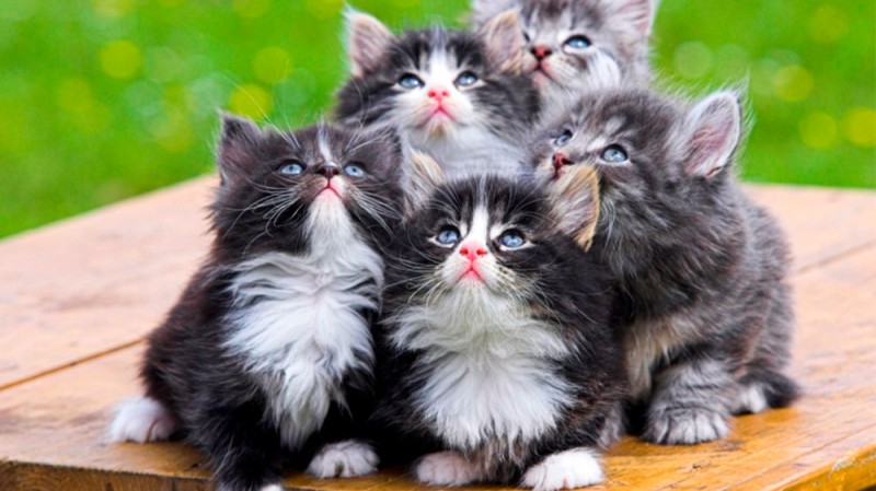 Создать мем: котики, очаровательные котята, красивые котятки