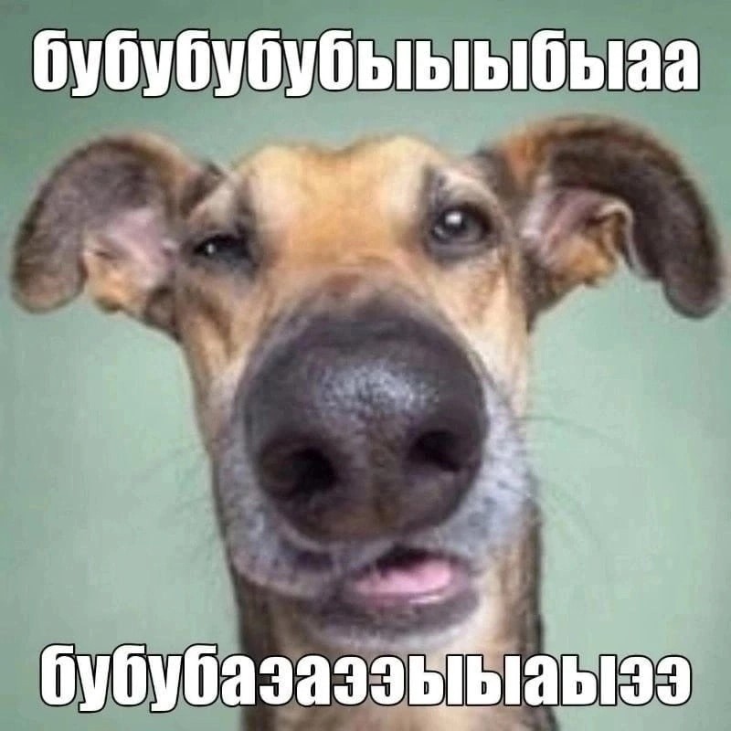 Создать мем: смешные морды собак, веселая собака, собака с двумя носами