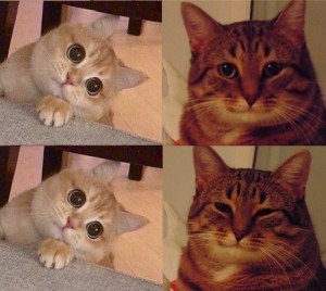 Create meme: meme cat, cat meme, the cat from the meme