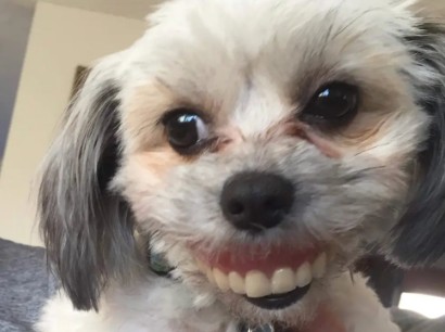 Create meme: dog, toothless dog, a dog with human teeth