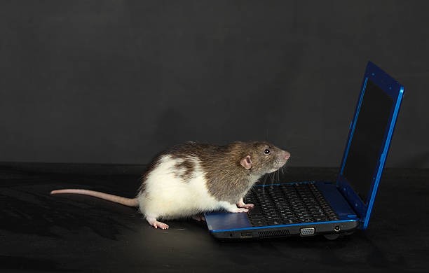 Create meme: rat, a rat at home, rat Pasyuk