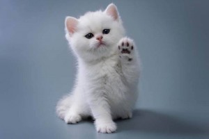 Create meme: white fluffy kitten