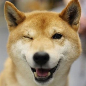 Create meme: Akita inu Hachiko, the breed is Shiba inu