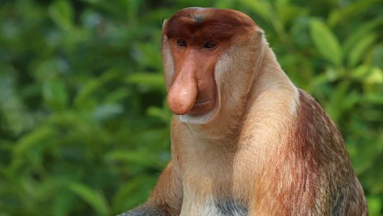 Создать мем: обезьяна с длинным носом, змея носач, самые необычные животные мира носач