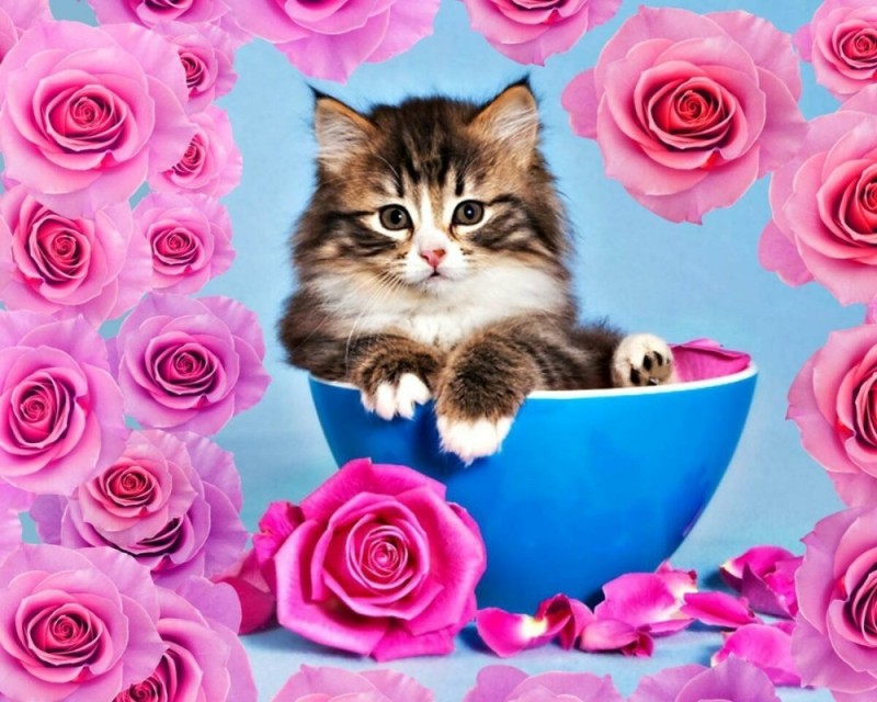 Create meme: kitten with flowers, postcards with kittens are beautiful, postcard cute cat