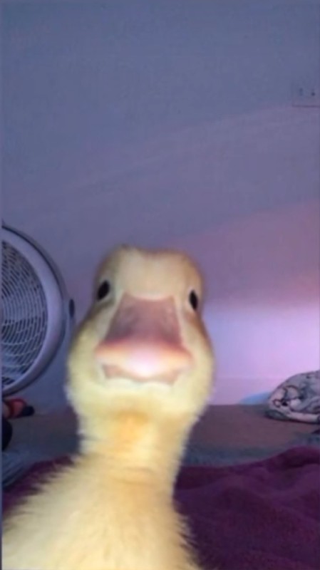 Create meme: duck, duckling selfie, duck selfie