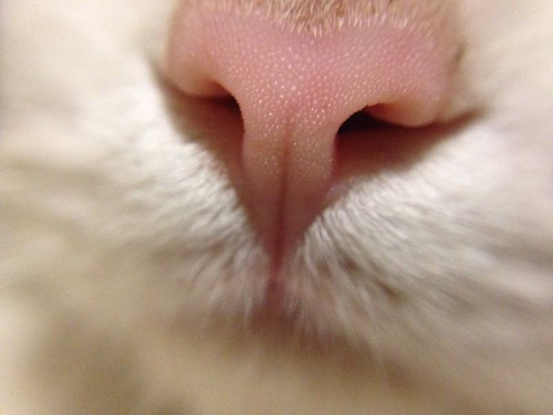 Create meme: the nose of the cat , cat nose, cat's lips