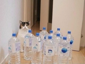 Create meme: son will leave leave the cat plenty of water, leave cat pobolshe water, son, leave the cat plenty of water