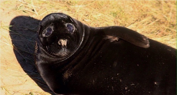 Create meme: the seal is black, black navy seal, navy seal black seal