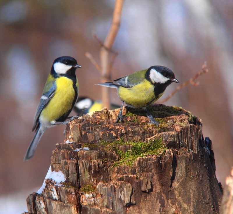 Create meme: tit lazorevka, chickadee , blue tit male and female