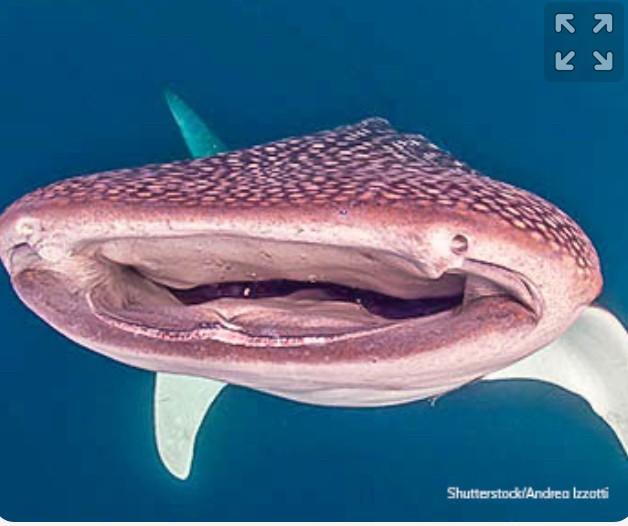 Создать мем: китовая акула зубы, гигантская акула, зубы китовой акулы