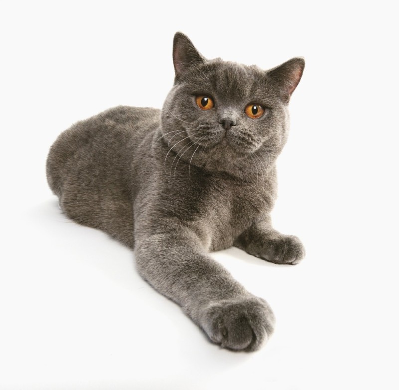 Создать мем: британская короткошёрстная кошка шартрез, британский короткошерстный кот серый, британская короткошерстная