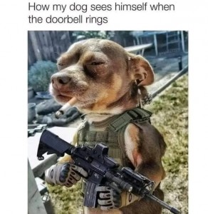 Create meme: military dogs, fun, dog
