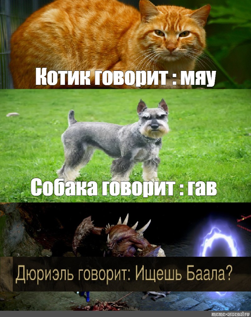 Котик скажи мяу. Кот Мем. Смешной котик Мем. Мем про котов. Смешные мемы с котами и надписями.