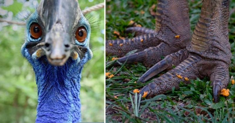 Create meme: cassowary, cassowary bird, Cassowary bird claws