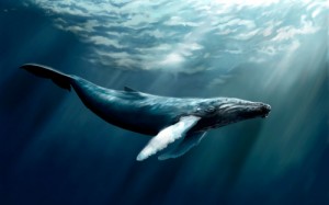 Create meme: game kit, sea of whales, humpback whale