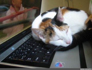 Создать мем: хороший кот, котик на клавиатуре, кошка